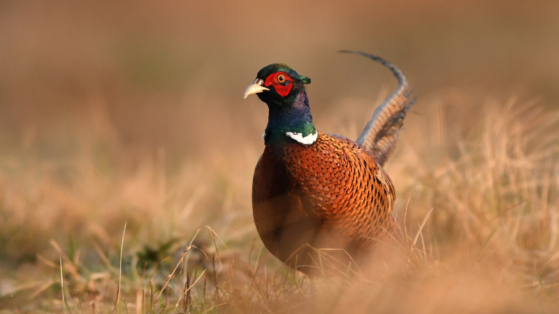 22fss-pheasant-hunt-cover.png